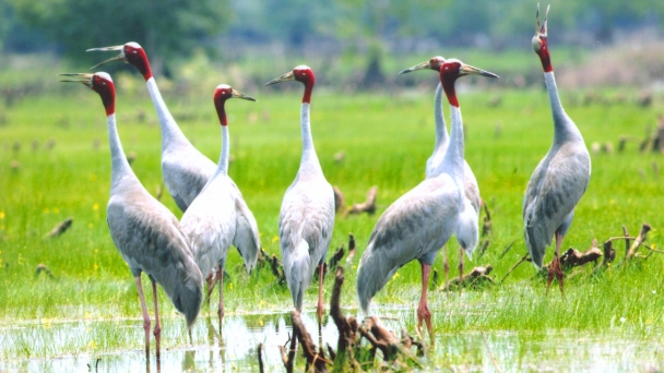 Restoring the ecosystem of Tram Chim National Park: Bringing the crane flock back